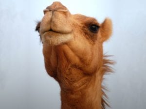 camel-face