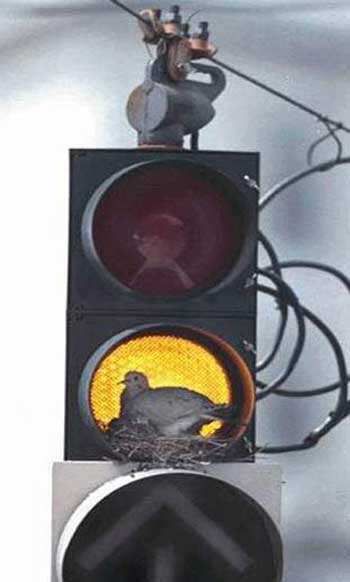 trickybirdsnest