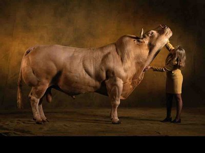 Steroid cow pic