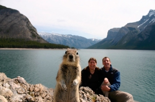 squirrel