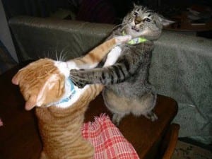 http://www.businesspundit.com/wp-content/uploads/2010/03/cat-fight-300x225.jpg