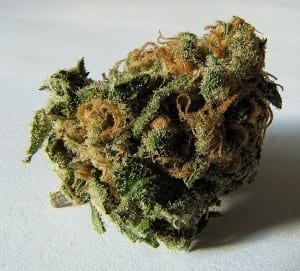 bud