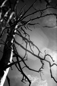 deadtree