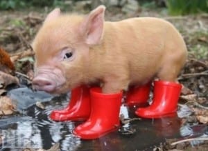 pigboots