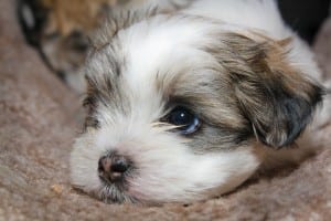 puppy